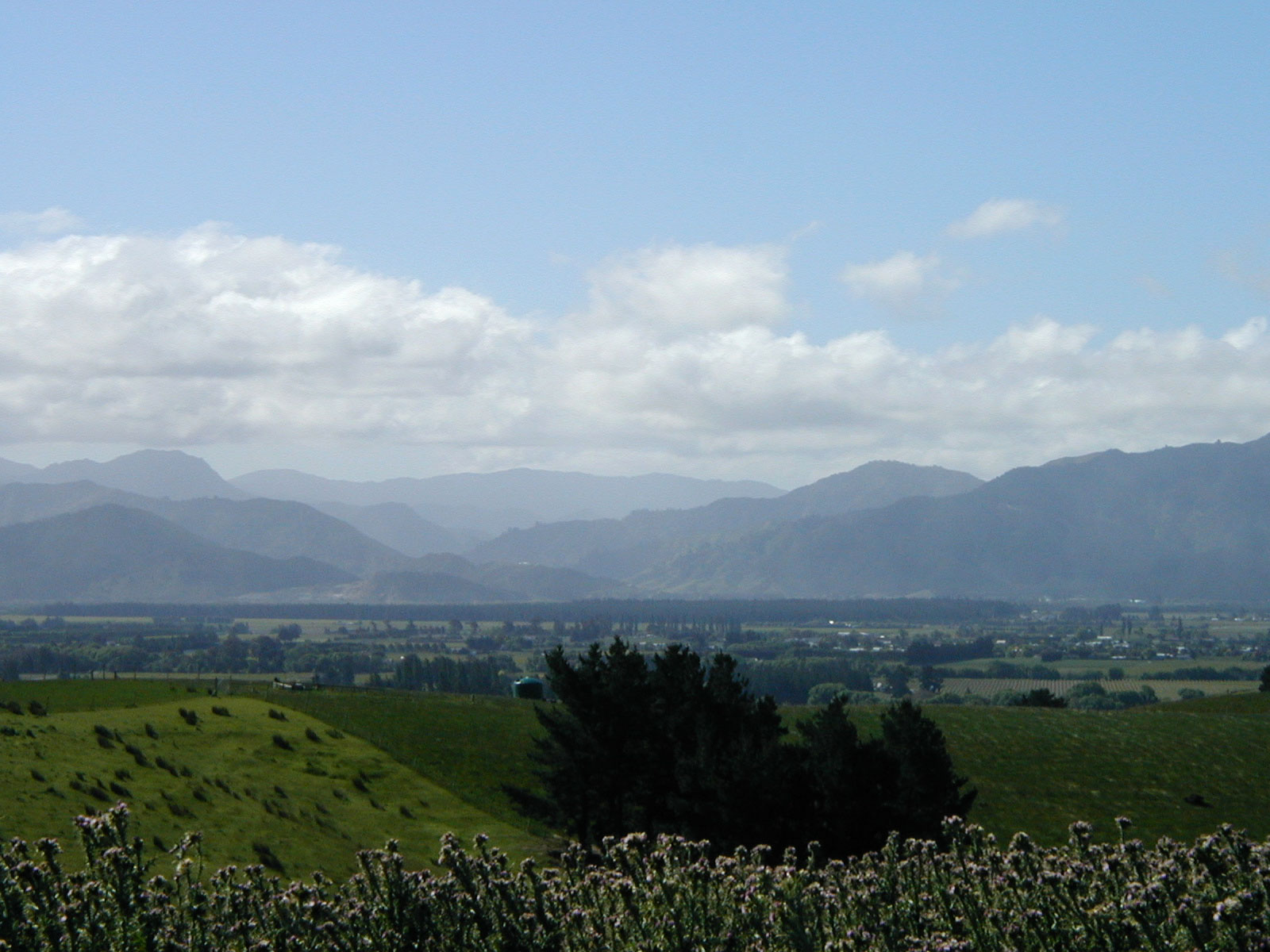 Marlborough wine country