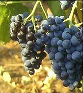 Nero d'Avola