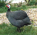 Guinea fowl