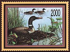 Smoking Loon