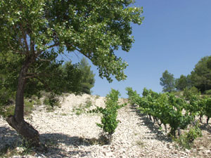 Compte-rendu : Verticale du domaine Trevallon: 9 novembre 2012 Trevallon