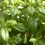 Basil