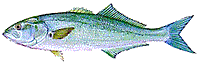 Bluefish