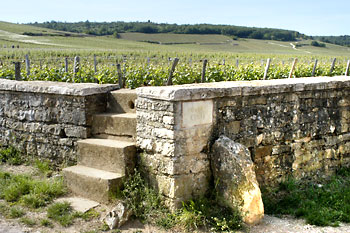 Romanée-Conti vineyard