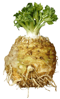 Celeriac