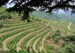 The Douro