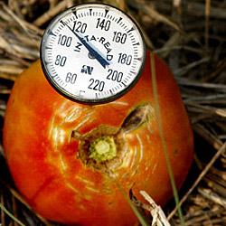 Hot tomato