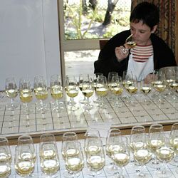 Wine judge