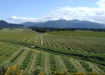 Marlborough