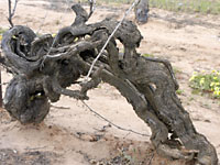 Ancient vines