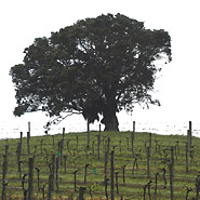 Pohutukawa tree