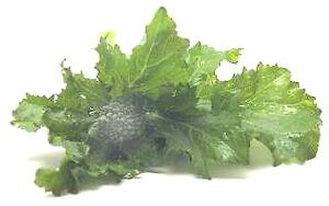 Rapini