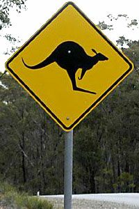 Kangaroo crossing