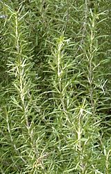 Rosemary sprigs