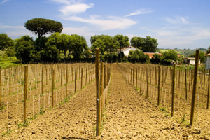 Aglianico vineyard