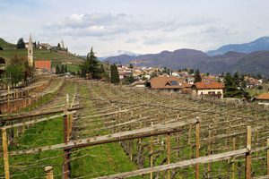 Vineyards at Tramin