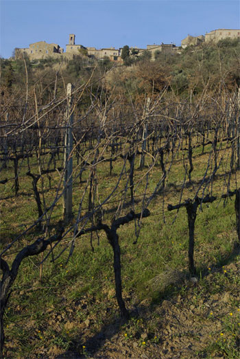 Uccelliera vineyard