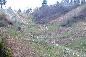 Vineyards at Boxler