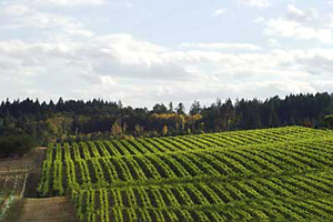 Nysa Vineyard