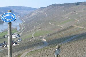 Mosel vineyards