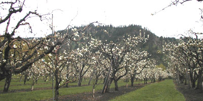 Pear orchard