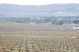 View from Tapteil Vineyard