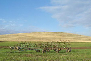 Walla Walla wheatfields