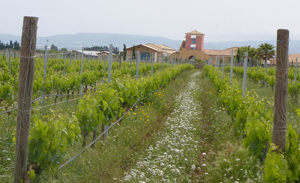 vineyards