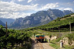 winery scene.