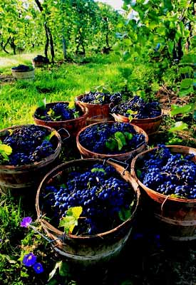 Bushels of grapes