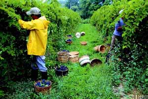 Picking grapes