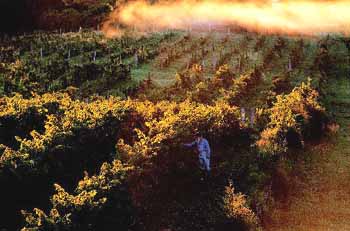 Vineyard sunrise