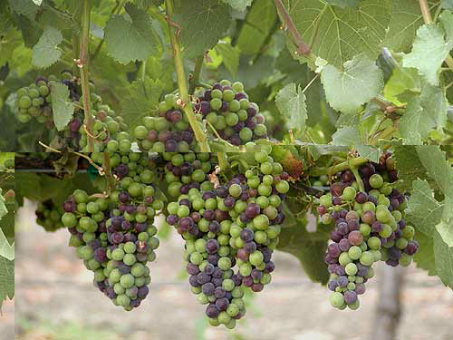 Veraison