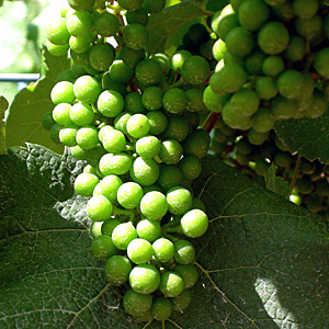 Albarino