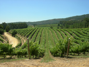 Terras Gauda
