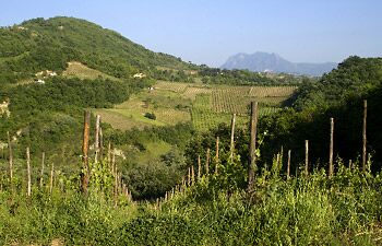 Greco di Tufo
