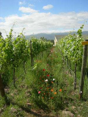 Organic cover crops
