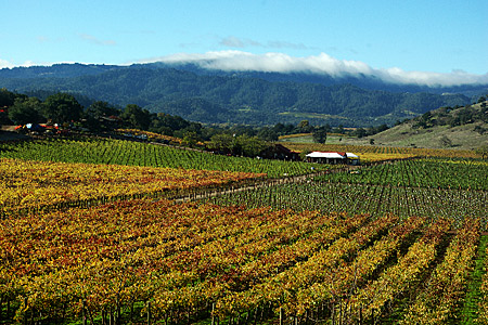 Oakville District, Napa Valley