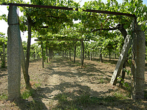 Pergolas