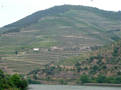 Vineyards near the Vintage House