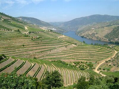 Vineyard terraces