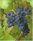 Port grapes