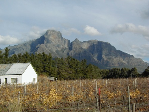 vineyards near Stellenbosch